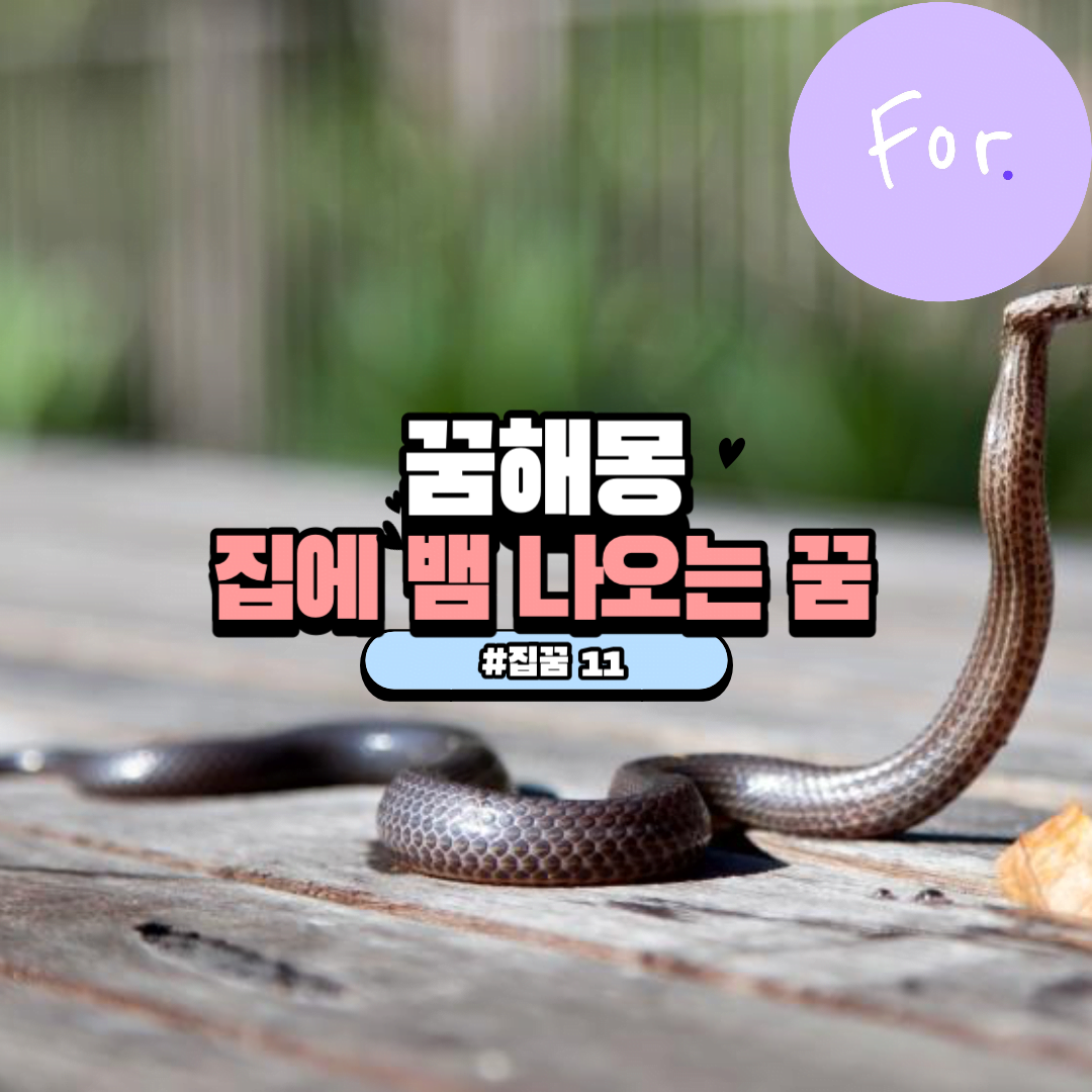 집에 뱀 나오는 꿈